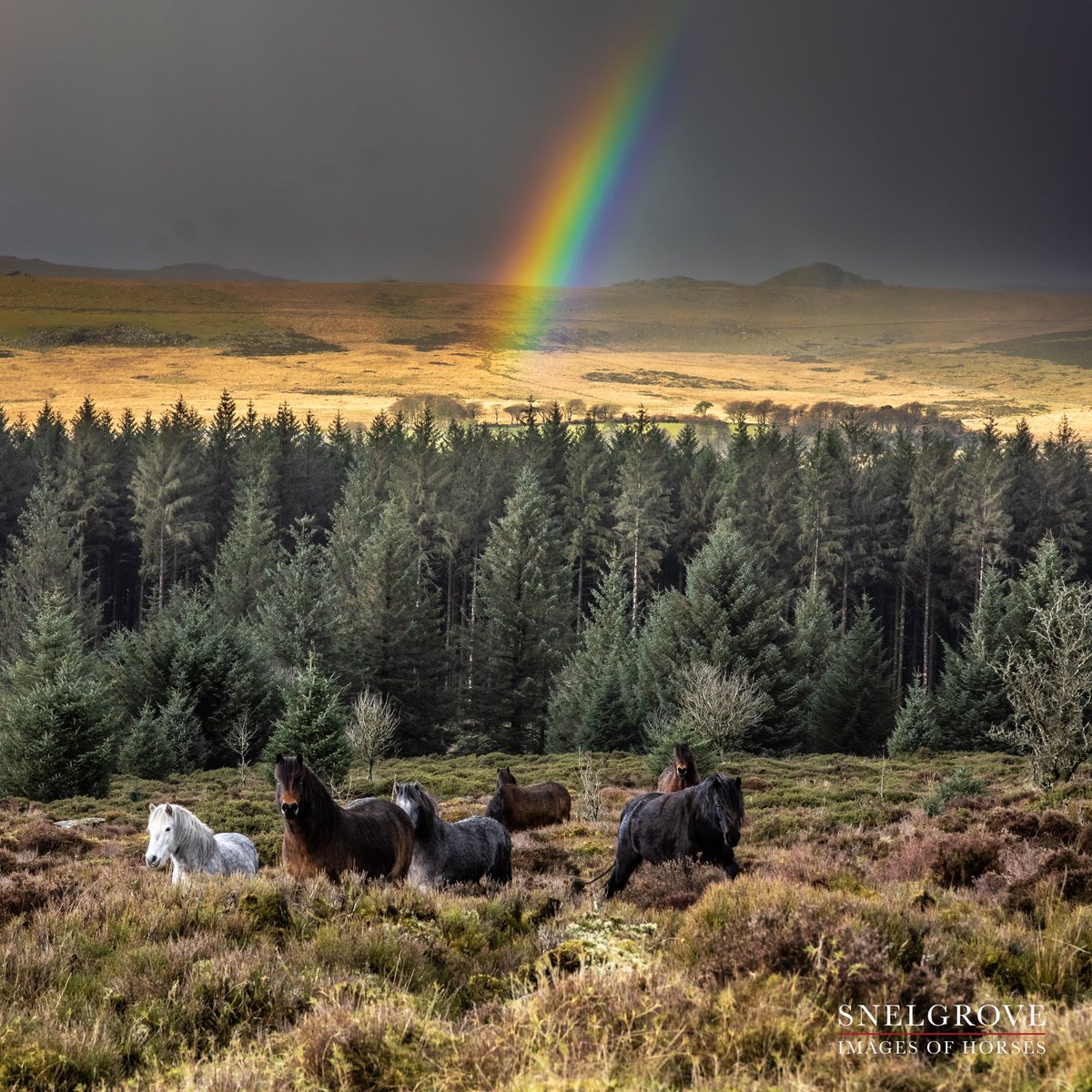 🥰 Anyone else having a deja vu 🥰 fabulous Dartmoor weather out with the busy conservation grazing Dartmoor Pony Heritage Trust team 🥰  #inspiredbywildlife #dartmoor #imagesofhorses #conservation #biodiversity <a href="/dartmoorponyht/">dartmoorponyheritage</a>