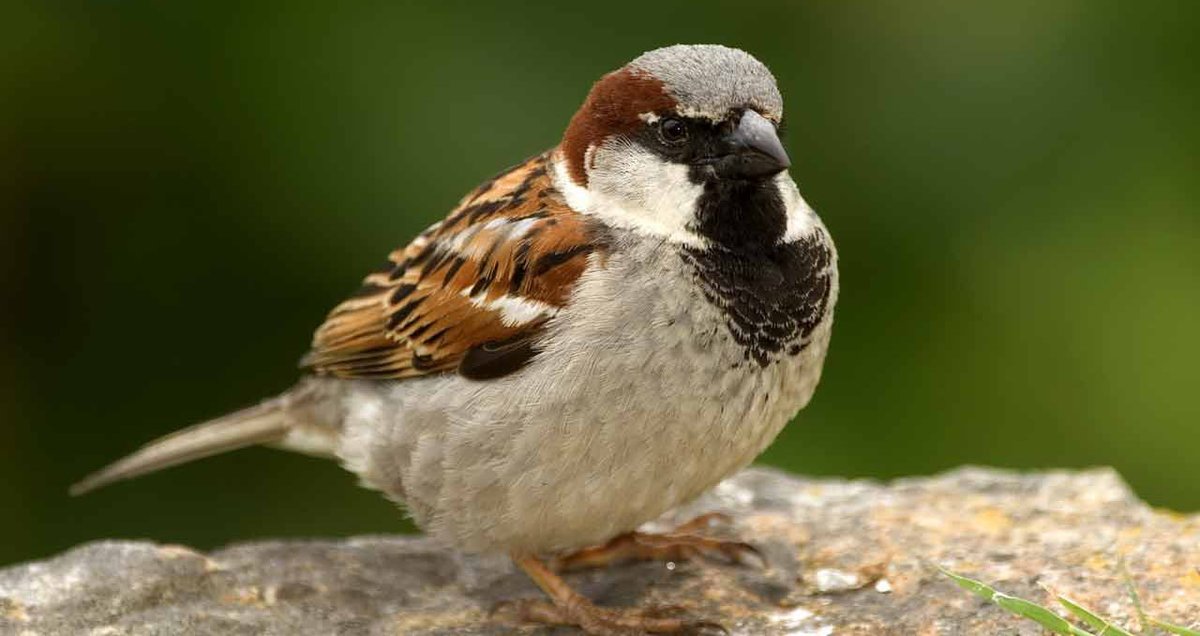 We all know this cheeky bird. The House Sparrow.Here are some factsRural populations have halved & linked to changes in agricultural practices.Numbers in towns & cities have also declined by 60%. The house sparrow is now red-listed as a species of high conservation concern.