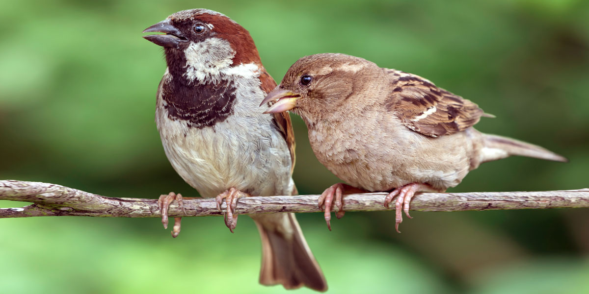 Did you know that House Sparrows are monogamous, usually mating for life. Although lost mates are quickly replaced during the breeding season.