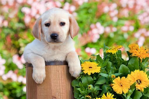 #Dog #flowers https://t.co/bwBTHartA5