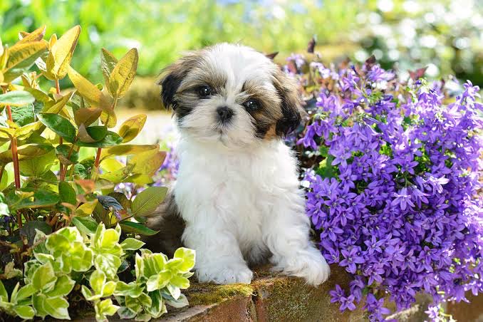 #Dog #flowers https://t.co/bwBTHartA5