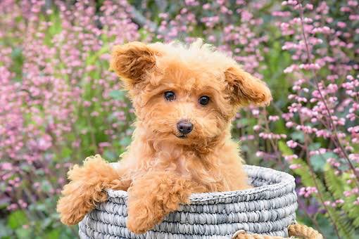 #Dog #flowers https://t.co/bwBTHartA5