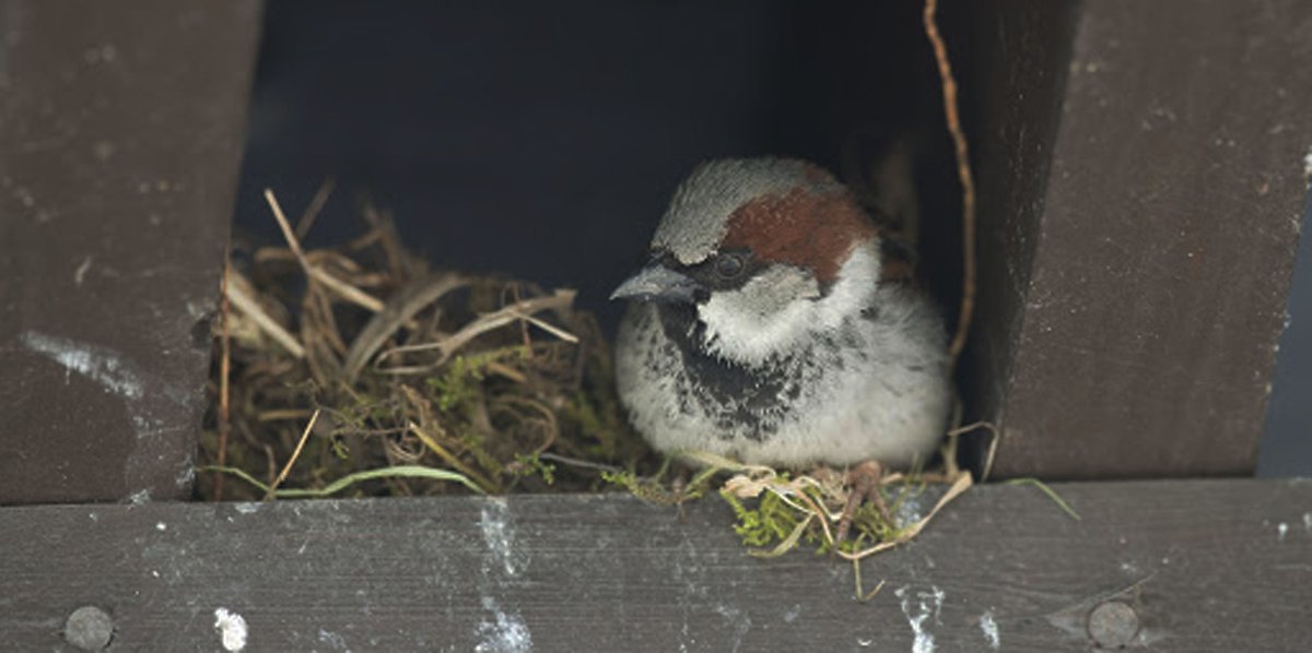The nesting habits of House Sparrows plays a significate role in the birds life and activities. These birds use the nest nearly all year around. They renovate the same nest and use it to roost in the winter. It is their home.