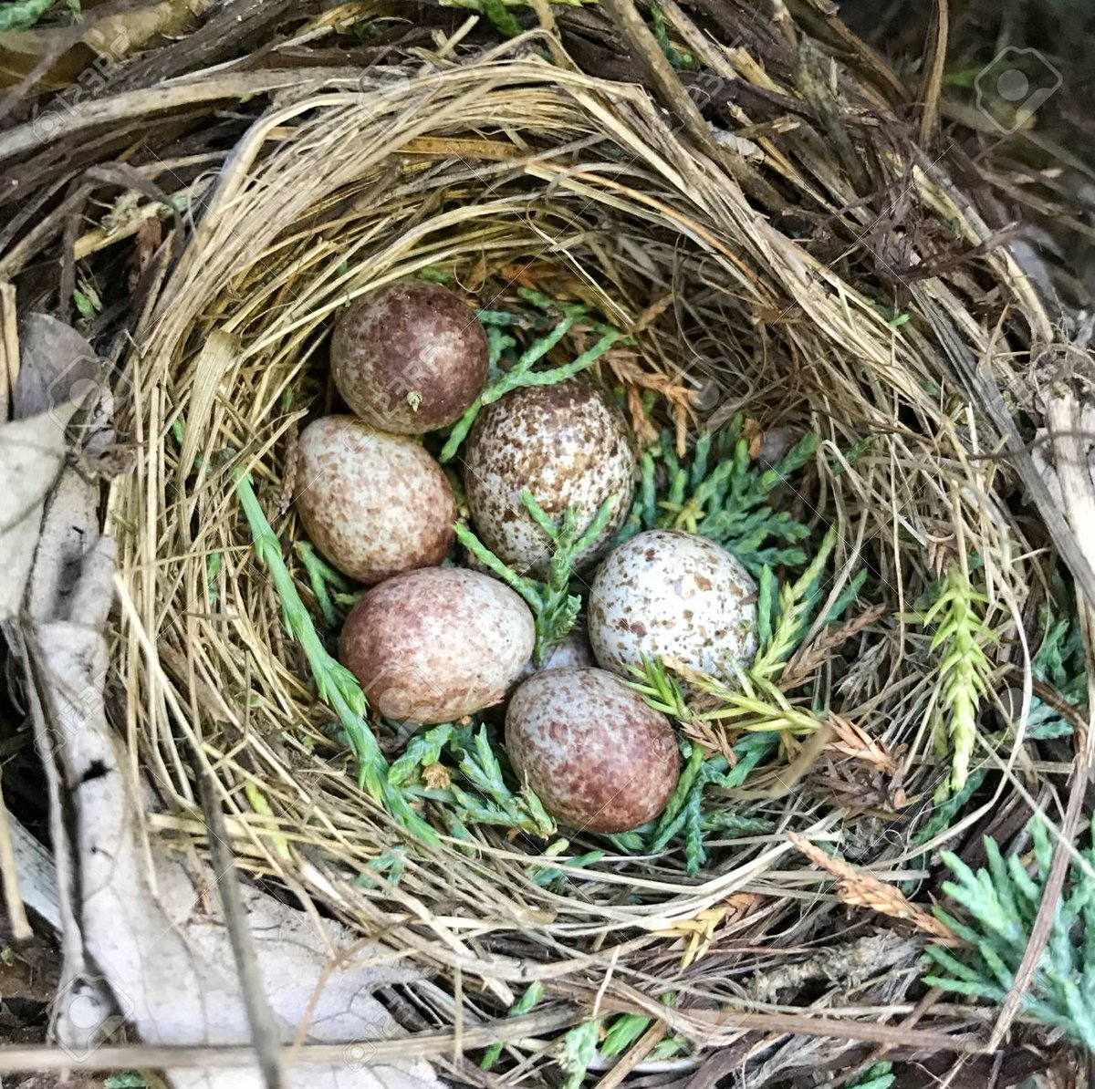 The female begins laying eggs about a week after nest building begins. Typically 4 eggs are laid but some nests can have up to 7 eggs.The eggs are white to dull brown and speckled with dark brown. For the most part, incubation of the eggs is done by the female.