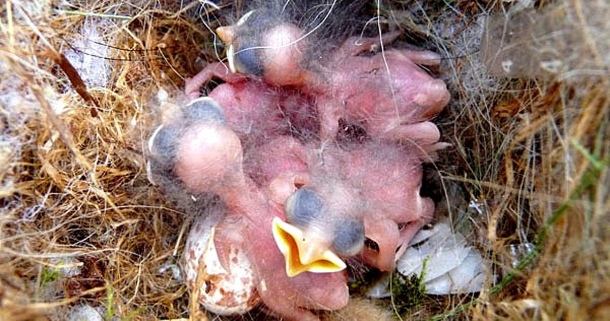 Incubation last for about 12 days.Both the male and female feed the young. After the young birds have fledged, the male continues feeding the fledglings while the female begins the next brood.