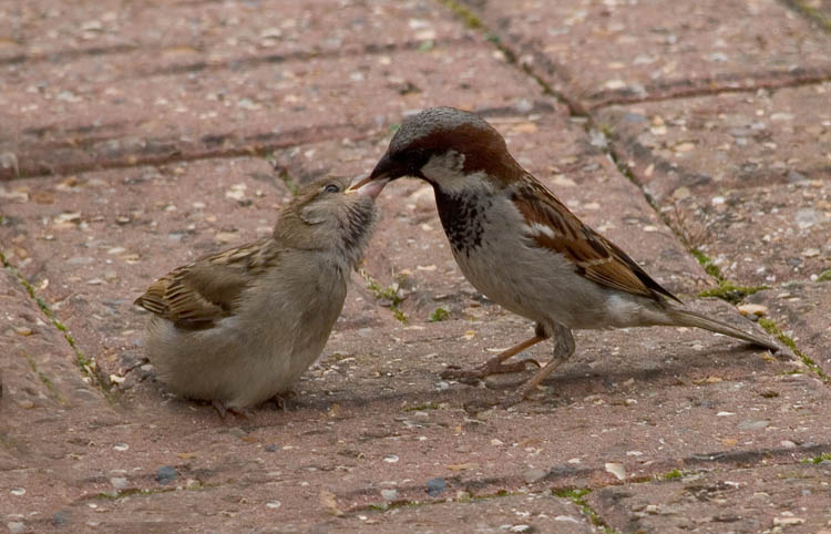 The sparrows diet consist mainly of small seeds. They can be attracted to corn, oats, wheat & other types of grain or weed seeds.When feeding nestlings, the birds will switch their feeding habits to insects and spiders.Dad does most of the feeding after fledging