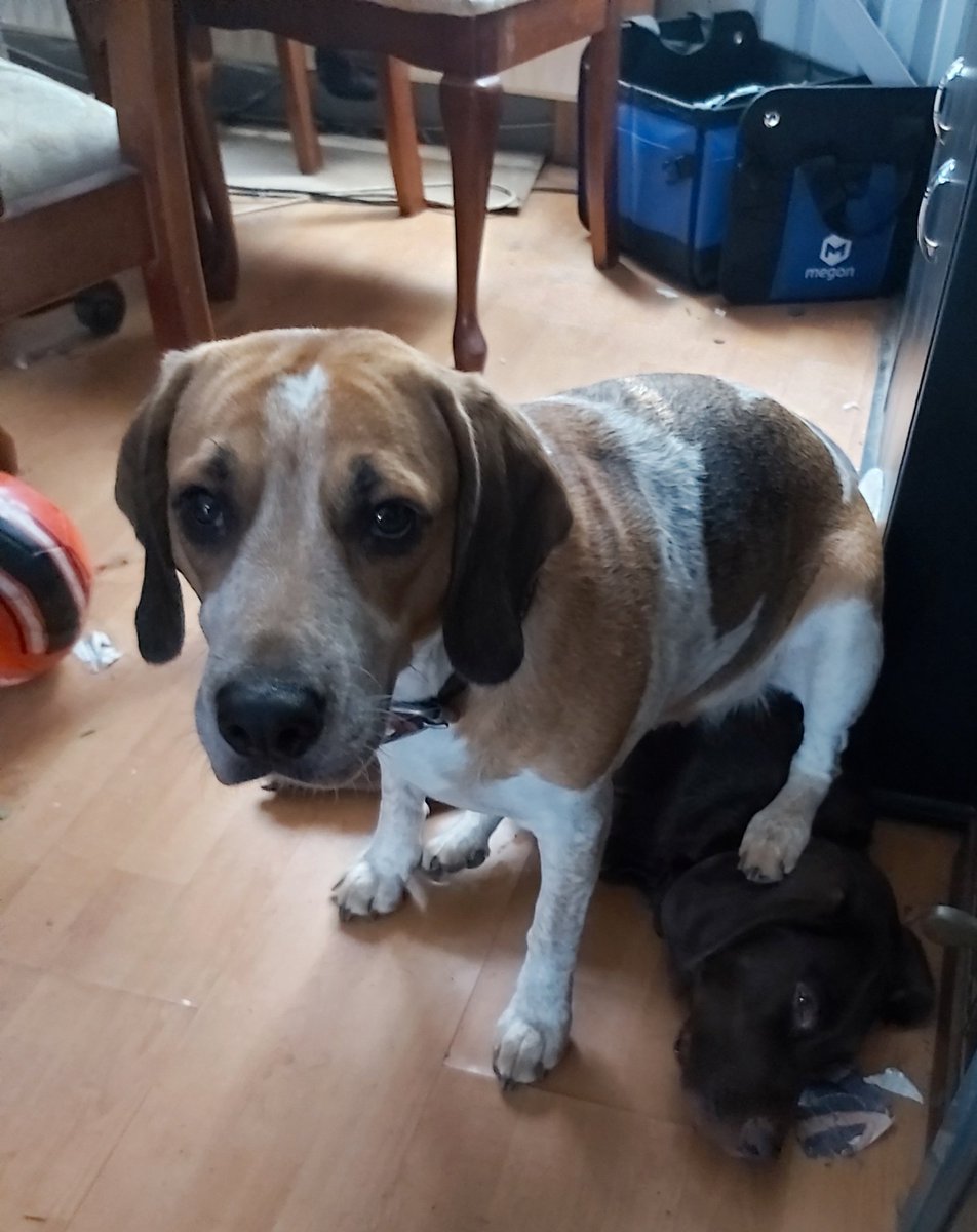 Torranbrown's tweet image. Can you see my boyfriend  I've lost him