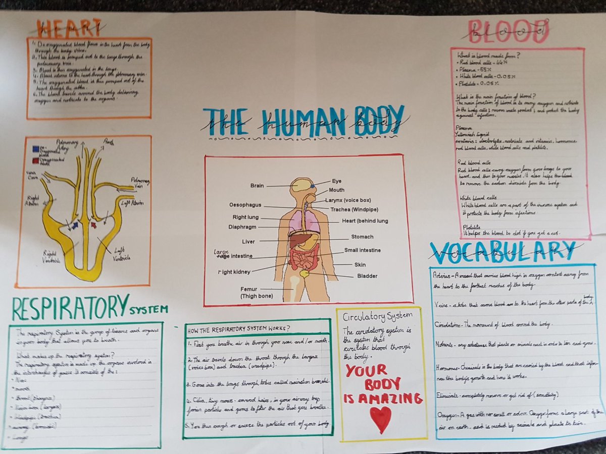 HumanitiesDmn's tweet photo. A Year 6 child made their own version of their knowledge organiser! Not only full of amazing information, but absolutely beautifully presented too! What an #achievement! @DMN_Y6 @dixonsmnp https://t.co/YgnOP27XU1