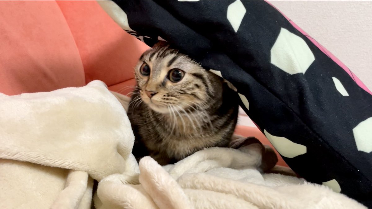 ちょ り チャンネル 闇