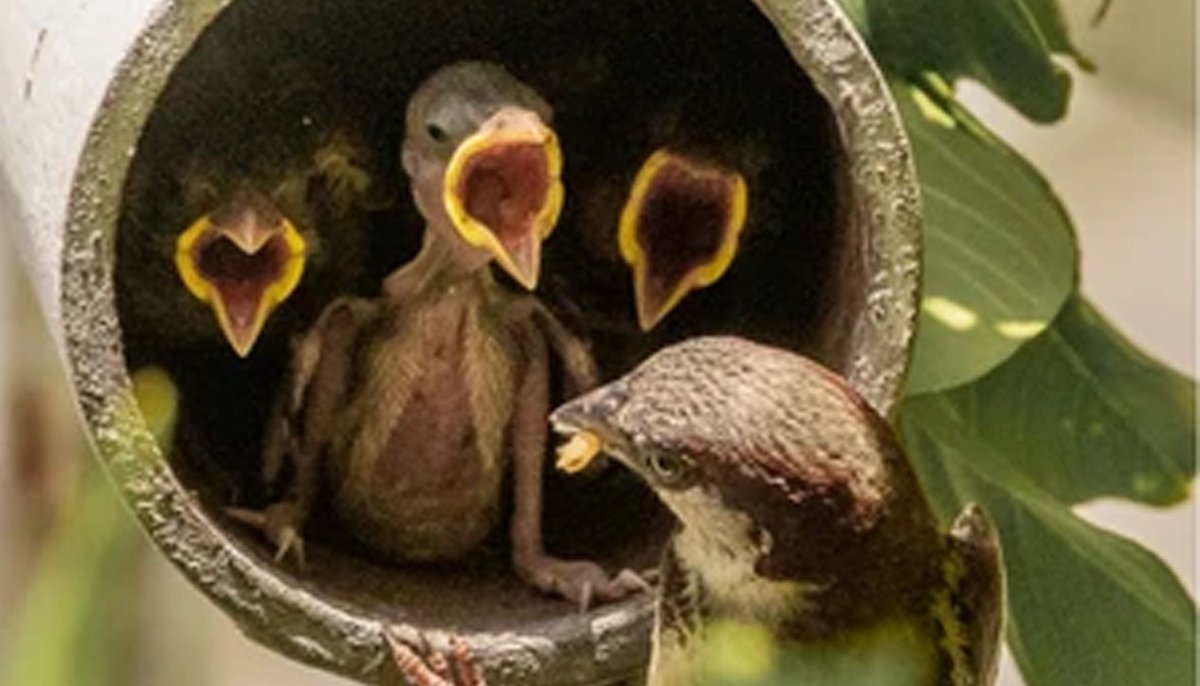 Here are some odd facts. Did you know that sparrows have been seen swimming under water? Did you also know that they have been found living and breeding 2000ft down a coal mine. They are masters of adaptation