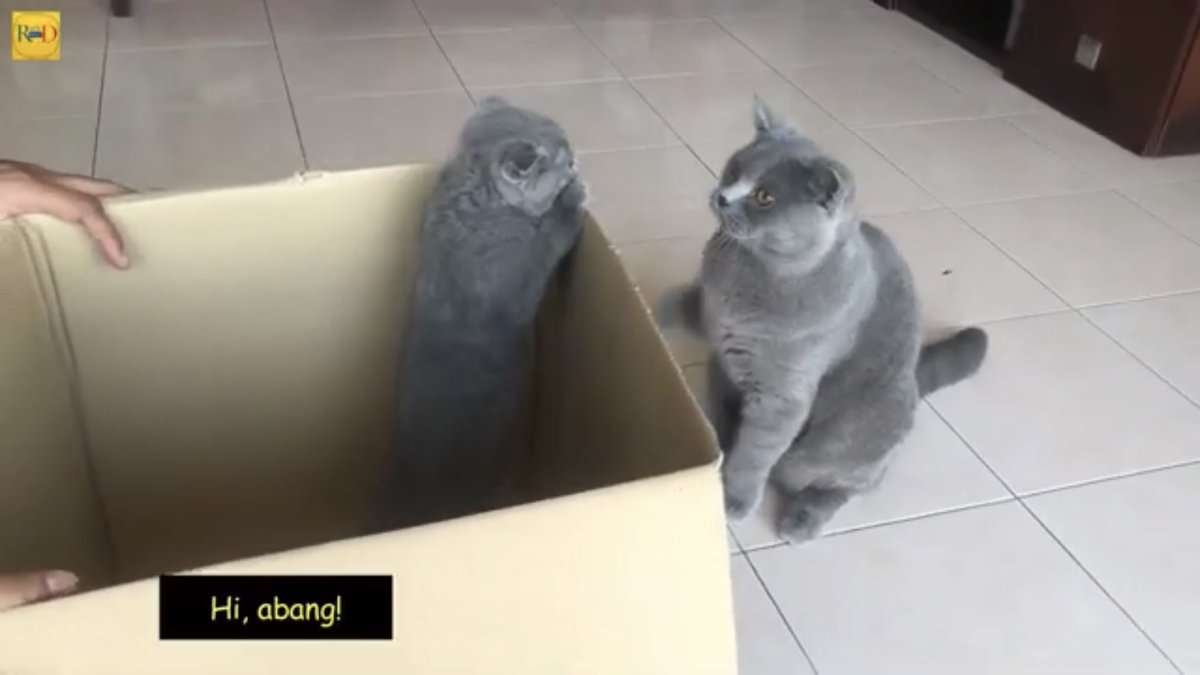 FamilyRexD's tweet photo. Pertemuan abg Rex dengan Fofa. Garang tak? Video sini : https://t.co/PAIKtkILAj
#pecintakucing #catlovers  #kucinglucu  #scotishfold #britishshorthair https://t.co/nYVAcUVByJ