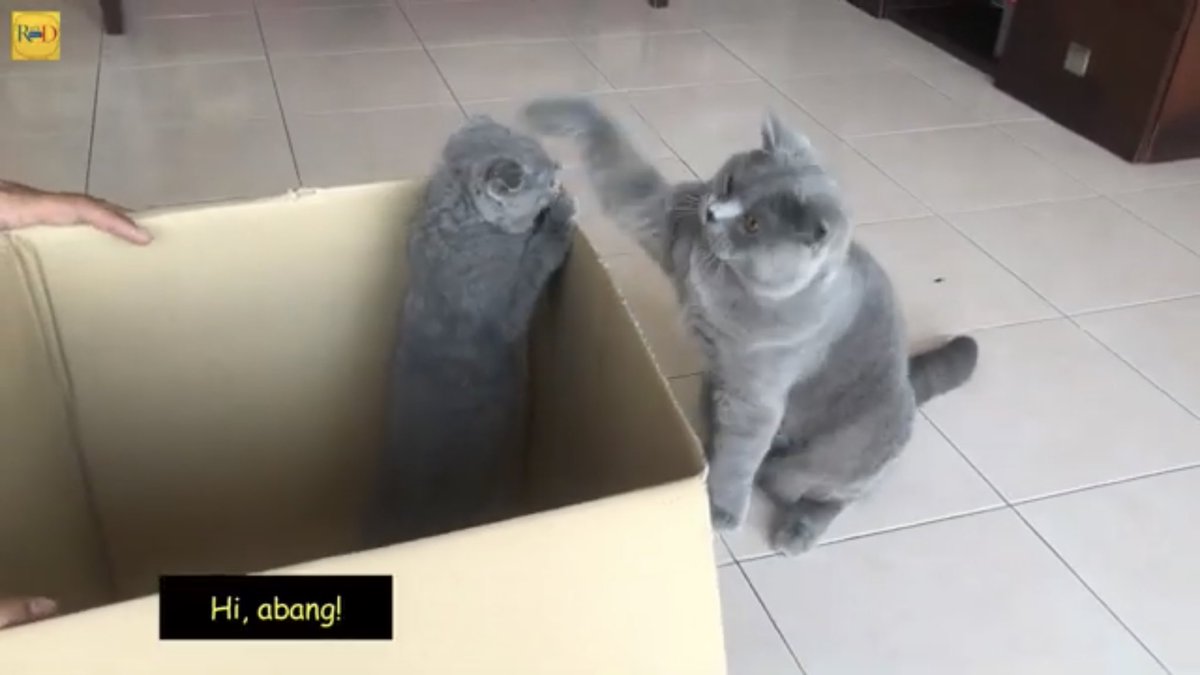 FamilyRexD's tweet photo. Pertemuan abg Rex dengan Fofa. Garang tak? Video sini : https://t.co/PAIKtkILAj
#pecintakucing #catlovers  #kucinglucu  #scotishfold #britishshorthair https://t.co/nYVAcUVByJ