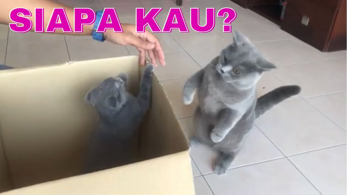 FamilyRexD's tweet photo. Pertemuan abg Rex dengan Fofa. Garang tak? Video sini : https://t.co/PAIKtkILAj
#pecintakucing #catlovers  #kucinglucu  #scotishfold #britishshorthair https://t.co/nYVAcUVByJ