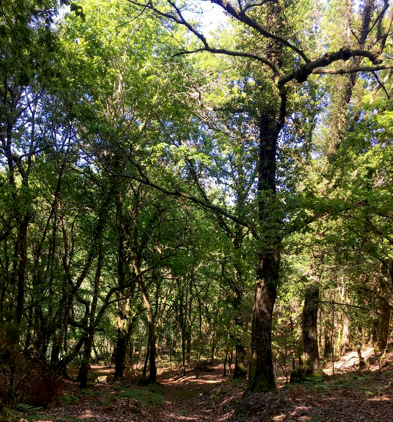 MinhoRio's tweet photo. #riominhoagolpedeclic
👉A nosa visita virtual lévanos ata a Fraga da Freita, unha carballeira🌳 de relevancia no Concello de Crecente. 
📲Achegámos a este espazo natural seguindo as indicación do mapa dixital #Naturezadoriominhotransfronteirizo no enderezo https://t.co/IE0kJGLv7I https://t.co/EvSQqVS1TZ