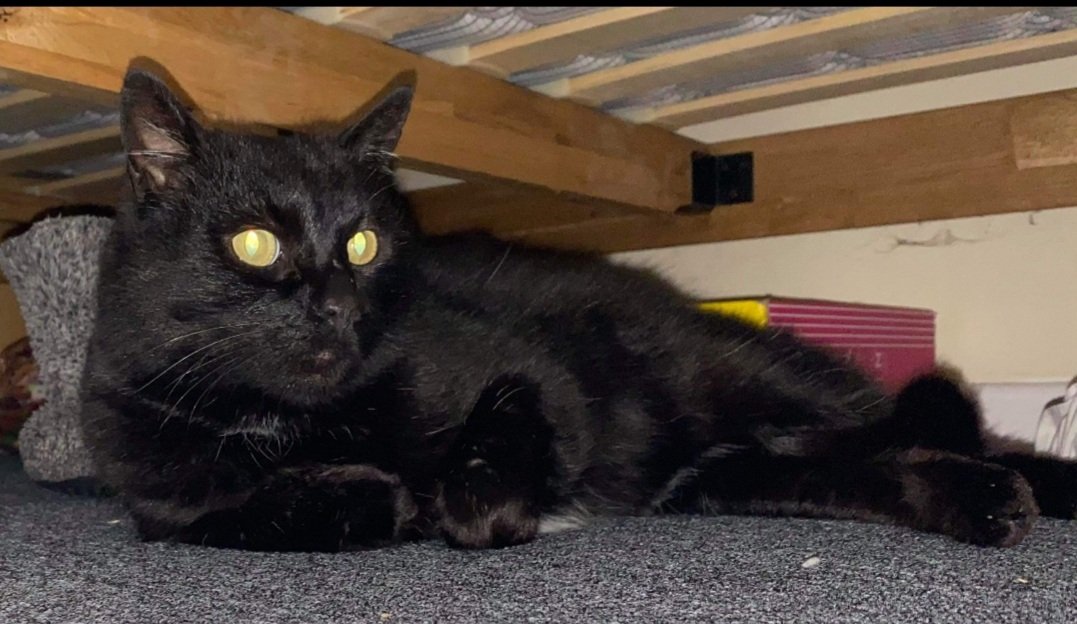Cats Protection tweet media
