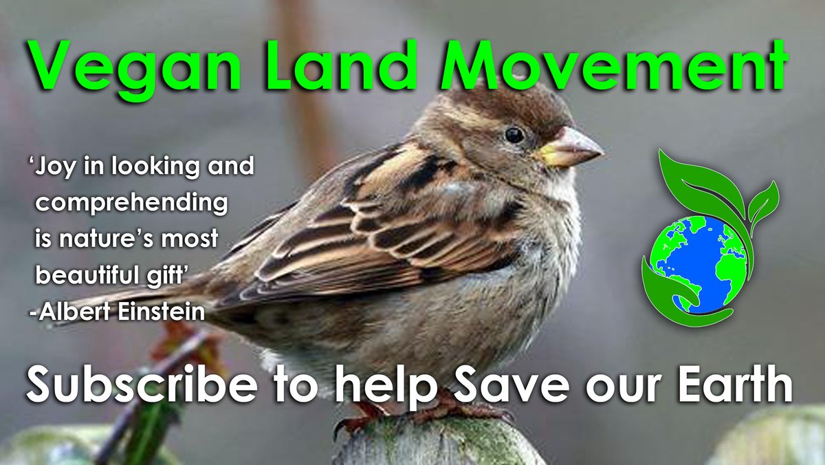 How can we help save the House Sparrow from becoming extinct? The Vegan Land Movement is here to try & restore the rural habitats decimated by animal agriculture. Giving the land back. The  #VeganLandMovement sees the individual https://globalvegancrowdfunder.com/vegan-land-movement/ #EndSpeciesism  #Vegan