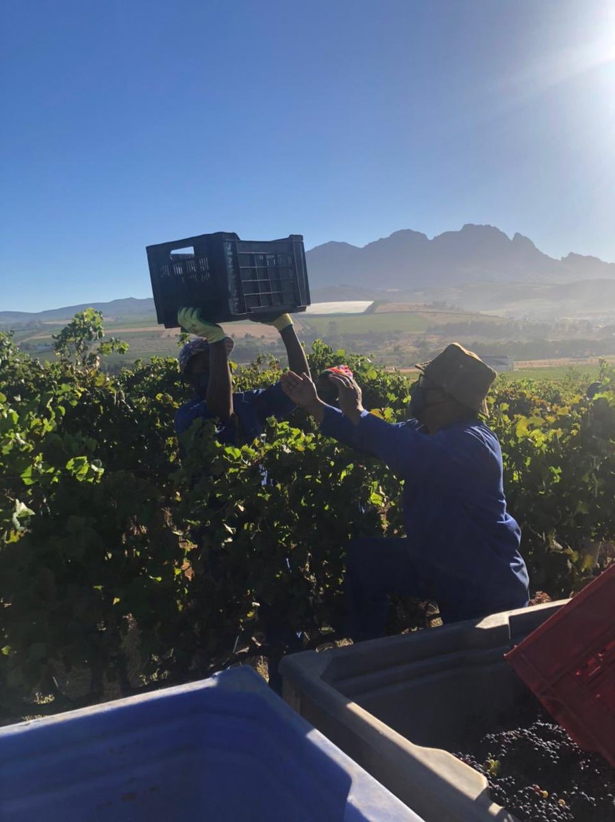 SimonsigWines's tweet photo. Harvest 2021 has finally started with Pinot Noir for our 50th Cap Classique vintage 🥂

#CapClassique #CapClassique50 #sawineharvest2021 #SparkleWithSimonsig #SaveSAWine https://t.co/7vSlrAYMS6