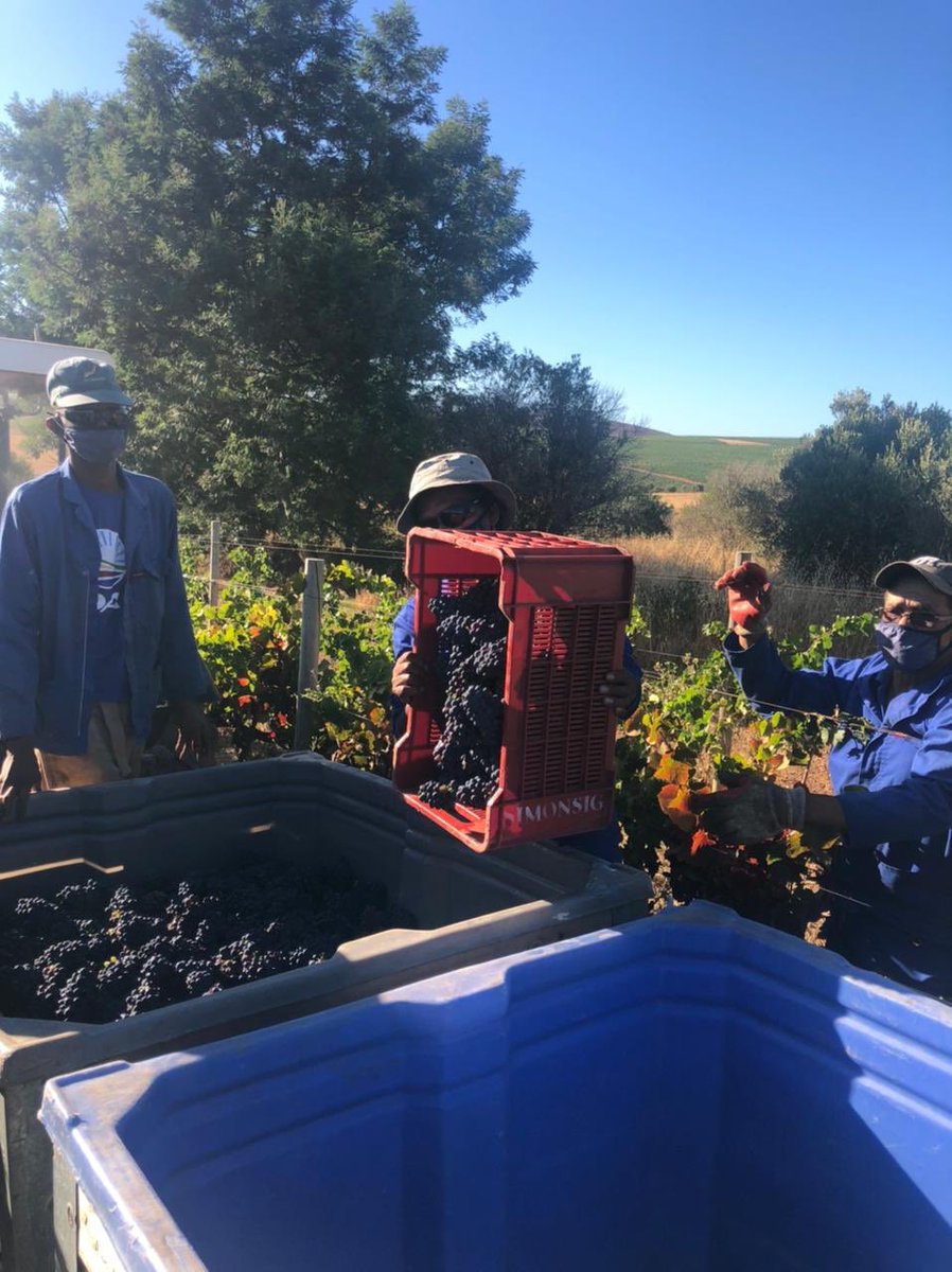 SimonsigWines's tweet photo. Harvest 2021 has finally started with Pinot Noir for our 50th Cap Classique vintage 🥂

#CapClassique #CapClassique50 #sawineharvest2021 #SparkleWithSimonsig #SaveSAWine https://t.co/7vSlrAYMS6