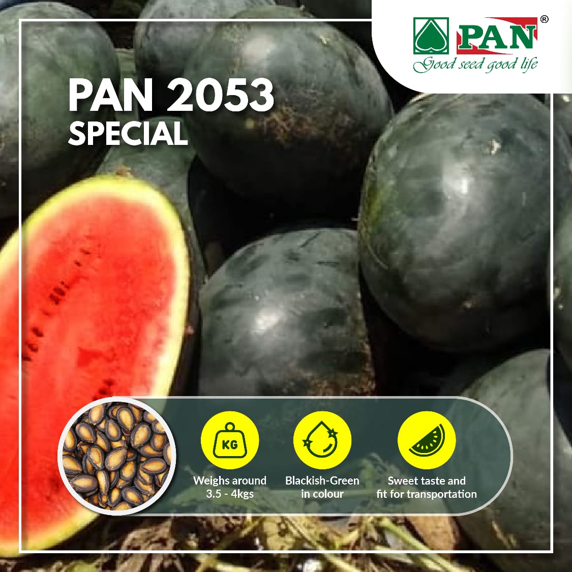 pan_seeds's tweet photo. PAN 2053 ensures you a fine-quality of seeds for sweet watermelons!
Experience quality with PAN Seeds. 

#PANSeeds #PAN2053 #Watermelon #Seeds #Farmers https://t.co/bdOLSFoeZf