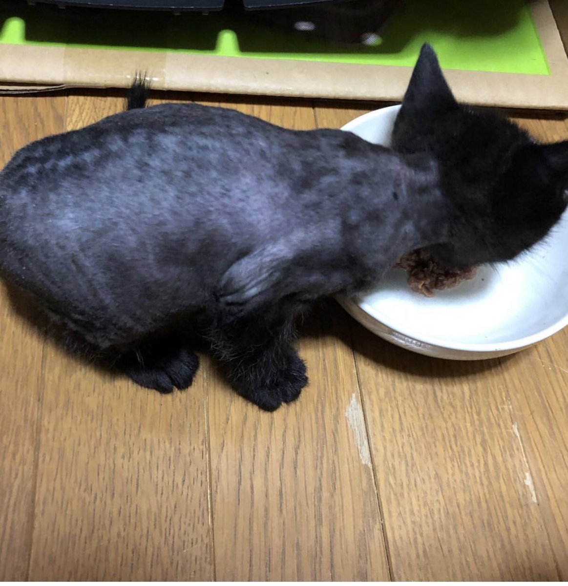 みんな幸せになって良かったねぇ 野良猫から完全室内飼育になった猫beforeafter タグまとめ Togetter