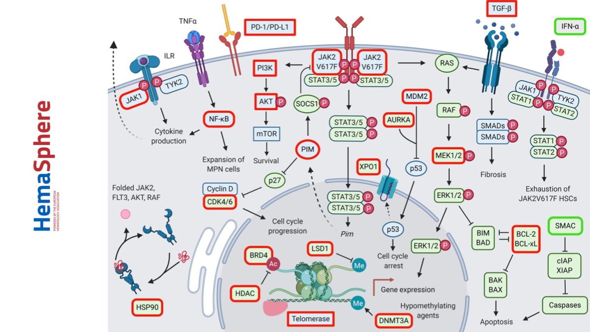 New review: challenges + perspectives for therapeutic targeting of #MyeloproliferativeNeoplasms, discussing #TargetedTherapies based on molecular insight, combi #JAK2inhibitor tx, novel single agent investigations, & specific patient subset needs 👉bit.ly/393XCmL
#mpnsm