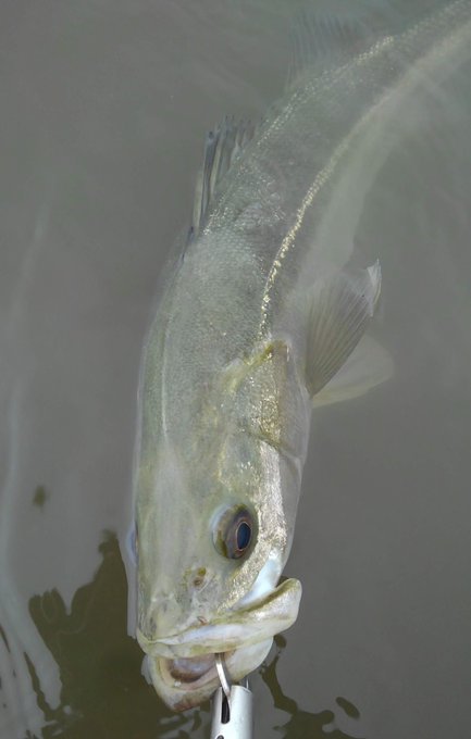 なかなか釣りに行けないので自慢のシーバスを貼ろうのtwitterイラスト検索結果