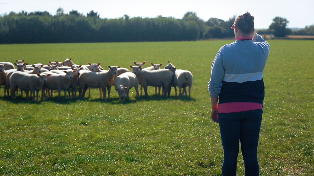 farmcountryshow's tweet photo. Today we're at one of the UK's oldest, biggest livestock markets in #MeltonMowbray. Elizabeth and partner Mitchel hope to impress her father by selling 4 breeding rams. While mum/daughter Sheila and Julie intend to cement their reputation for sheep breeding by selling theirs. https://t.co/fDviTFtgEt