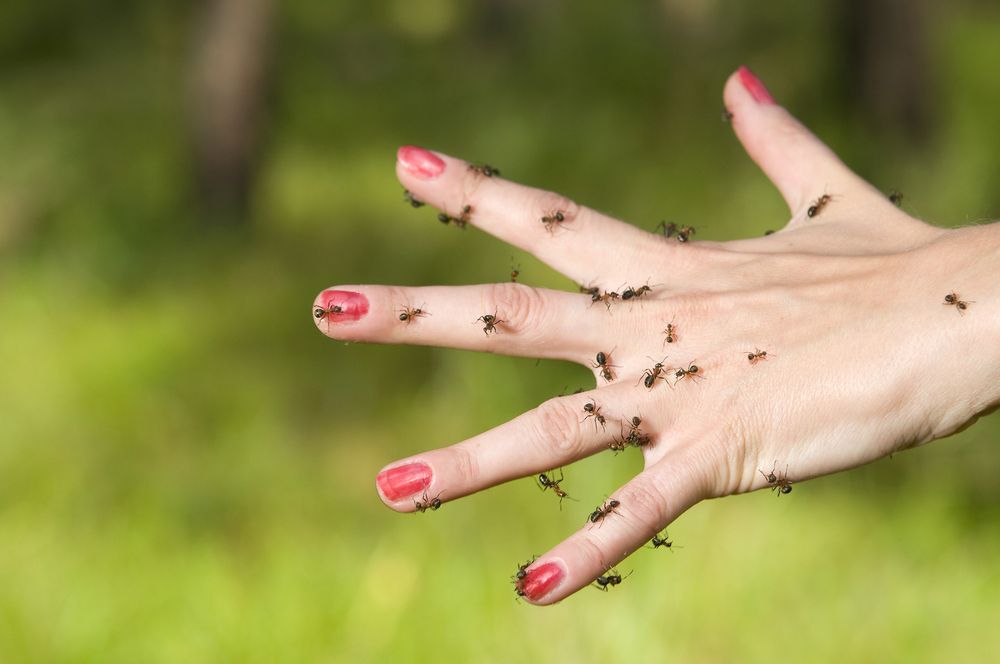 ClinicalSchizo1's tweet photo. #Delusional #parasitosis (DP) is a mental disorder in which individuals have a persistent belief that they are infested with living or nonliving pathogens such as parasites, bugs. when no such infestation is present. They report tactile #hallucinations known as #formication. https://t.co/60rPMNjdnu