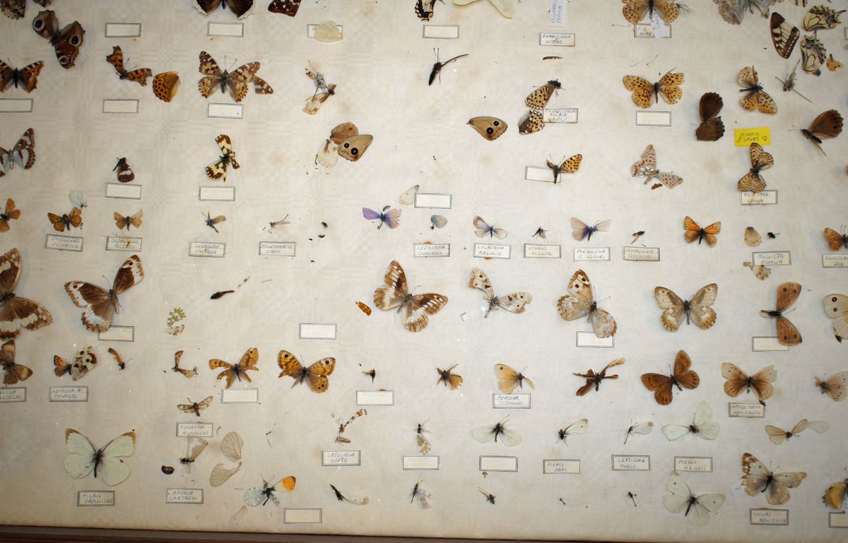 2. The case below, sent to me, contains 100+ specimens that suffered physical damage when the glass was broken, crushing many of the specimens  #NatSCAConservation