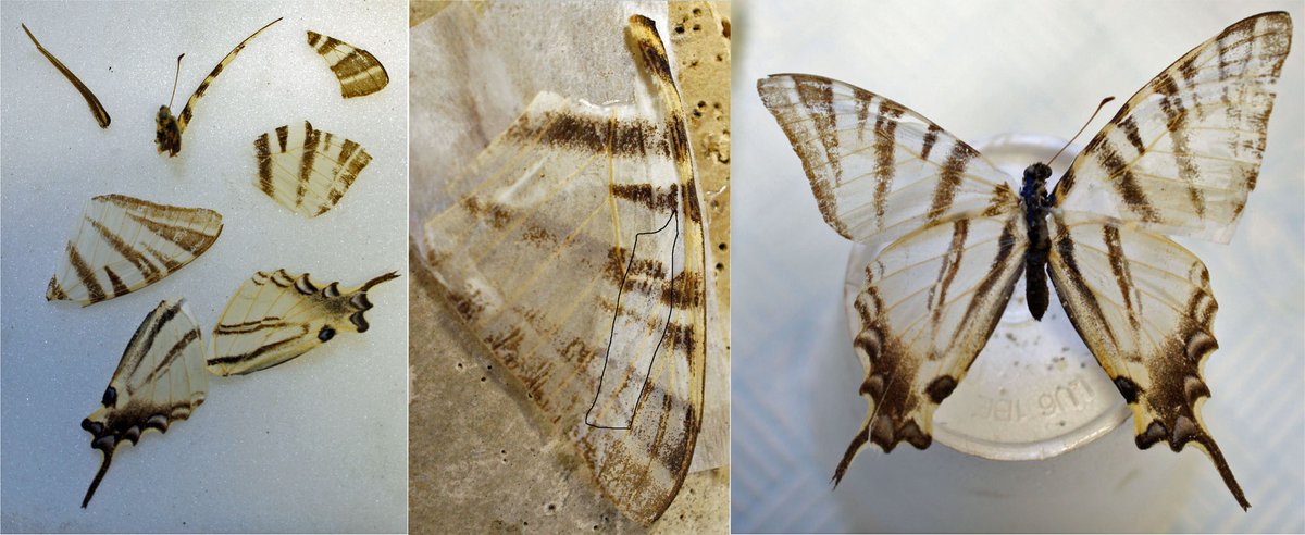 5. Apply to wing. Bear in mind that wing scales will resist the adhesive at first, be patient. Black outline shows tissue placement.  #NatSCAConservation