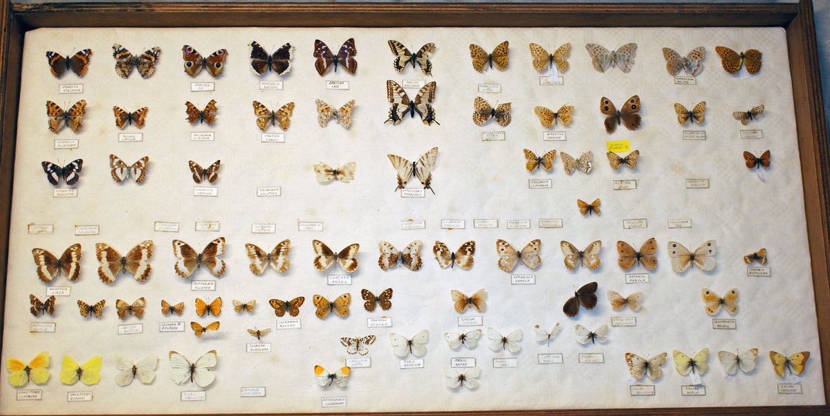 9. The mended specimens were replaced into the case. Replacement sheet of glass was cut and carefully slotted back in!  #NatSCAConservation