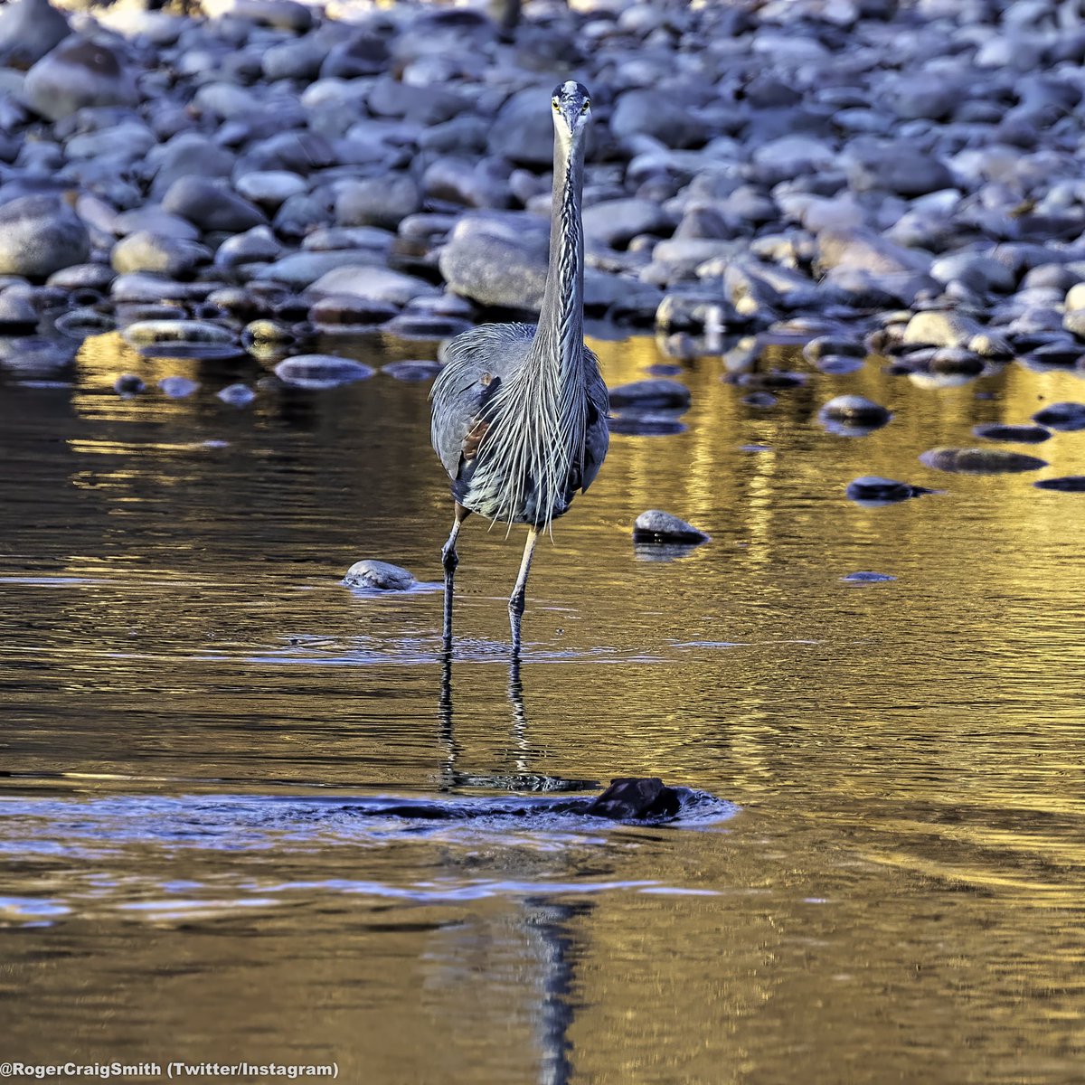 Then the otter caught the eye of a Great Blue Heron, which was CLEARLY paying attention to the otter...