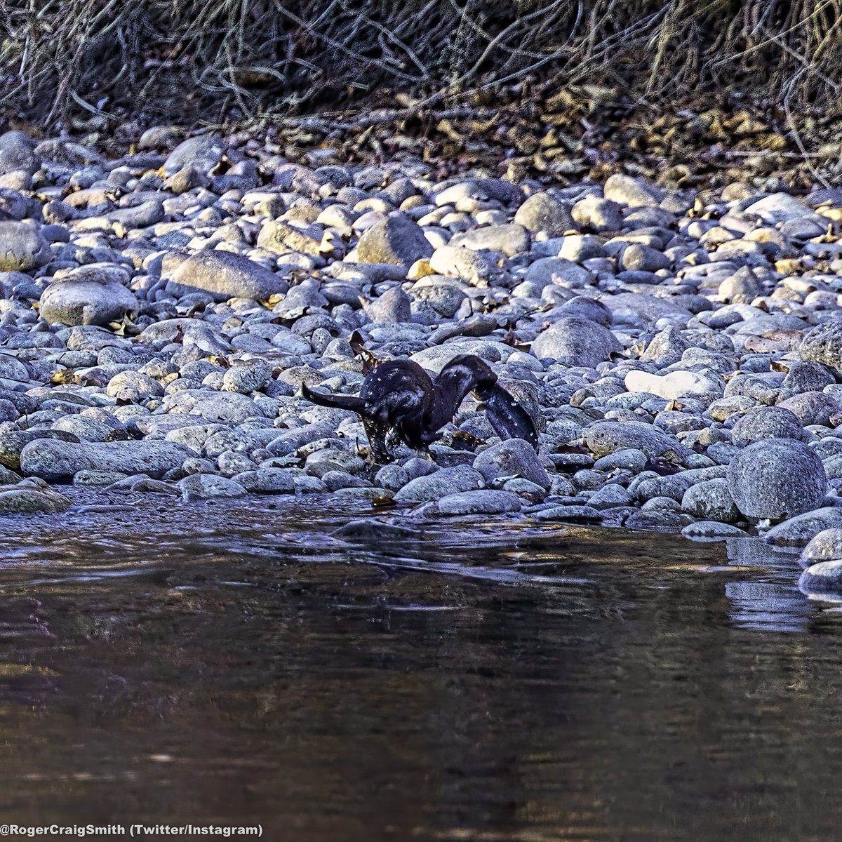 Once the otter made it to the bank and hopped out, I saw WHY the heron was so interested! Look at the size of the fish!