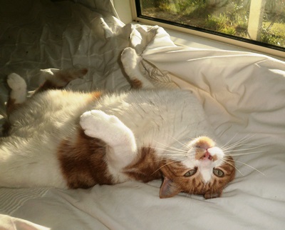 CatMamasDotCom's tweet image. When you're worrying about trivia, there's nothing like a pointed look from your #cat to get your priorities back (ie Cats First, Please)!