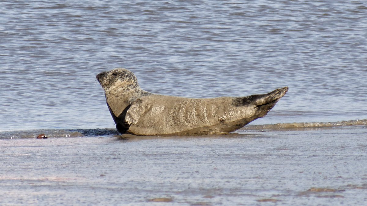 ZSLMarine tweet media