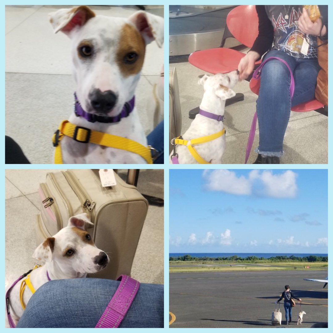 Thank you donors, Mona is on her way to her forever home!! It takes money to save a life and you all stepped up. Mona owes her new life to you all. #dogsoftwitter #vieques #adoptdontshop #RescueDogs #spayandneuter #sato #donorssavelives