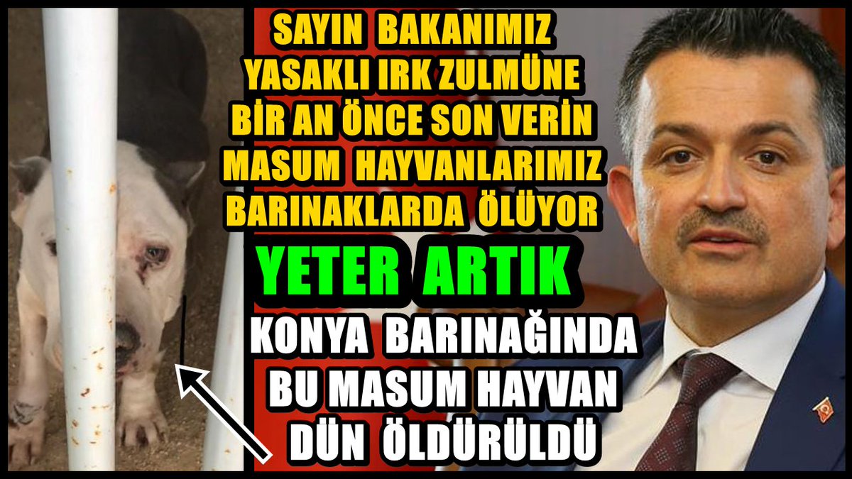kihayko's tweet photo. #YasaveyaGenelgeHemen #YasaklıIrkVahşetineSon #BarınaklardakiYasaklıIrklaraÖzgürlük
Barınaklara alınan yasaklı ırk adı altındaki hayvanlarımız daracık kafeslerde ölüyor. Bu zulüme bir genelge ile son verin. Artık sabrımız kalmadı.
@bekirpakdemirli @suleymansoylu @recepbayraktarr https://t.co/DbZbn0YYRA