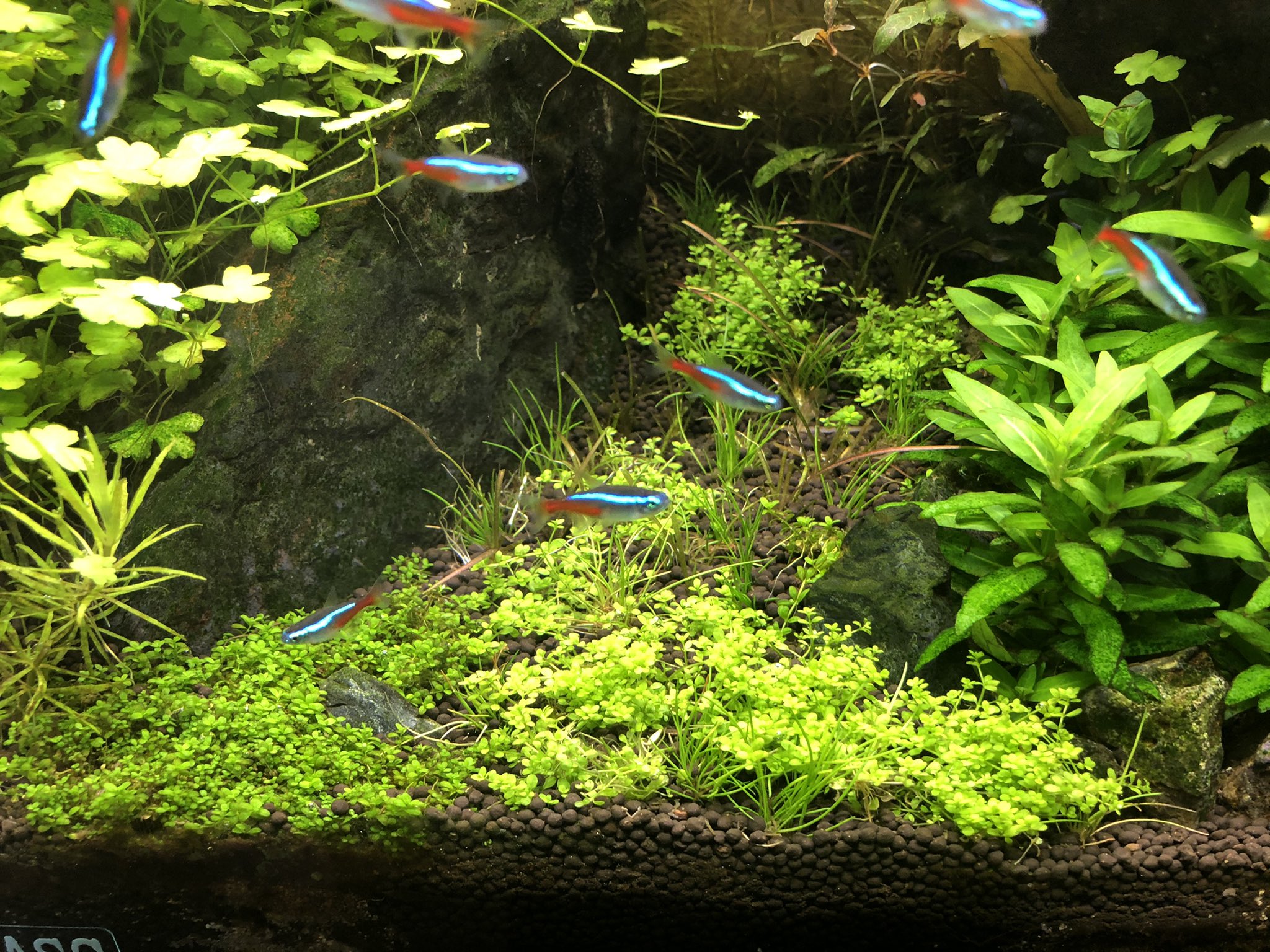 前景草植栽 Twitter Search Twitter