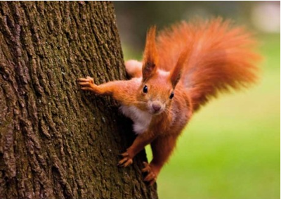 SquirrelESI's tweet photo. Its Red Squirrel Appreciation Day! Lets continue to protect the red squirrel! https://t.co/oGWcijbGVc