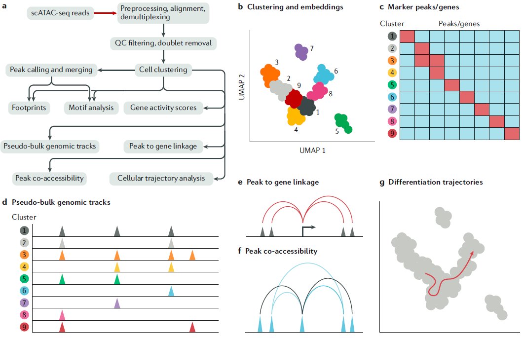 Chromatin accessibility profiling methods nature.com/articles/s4358… Huge multi-lab review