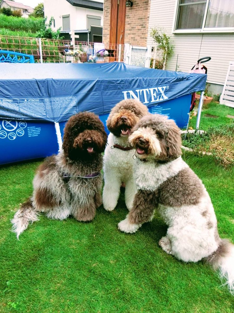 Bon Mou Ami 夏 自宅ドッグランに設置したプール前に集合 犬 モフモフ オーストラリアンラブラドゥードル Bon Mou Ami 夏 自宅ドッグランに設置したプール前に集合 犬 モフモフ オーストラリアンラブラドゥードル