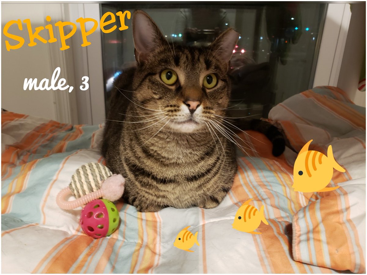 Skipper is a pleasant 3 yr old male looking for a home. More info on Skipper and all of our #adoptables can be found on our #AdoptAPet site adoptapet.com/shelter77531-c… 
#cats #kittens #philly #BucksCountyPA #catrescue #nokill #bingosfoundation #adoptdontshop
#catsoftwitter