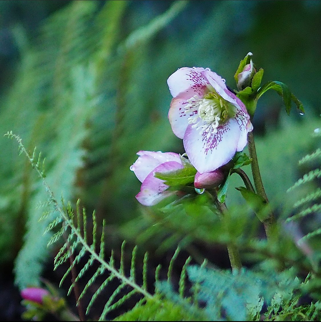 Ann-Marie Powell tweet media