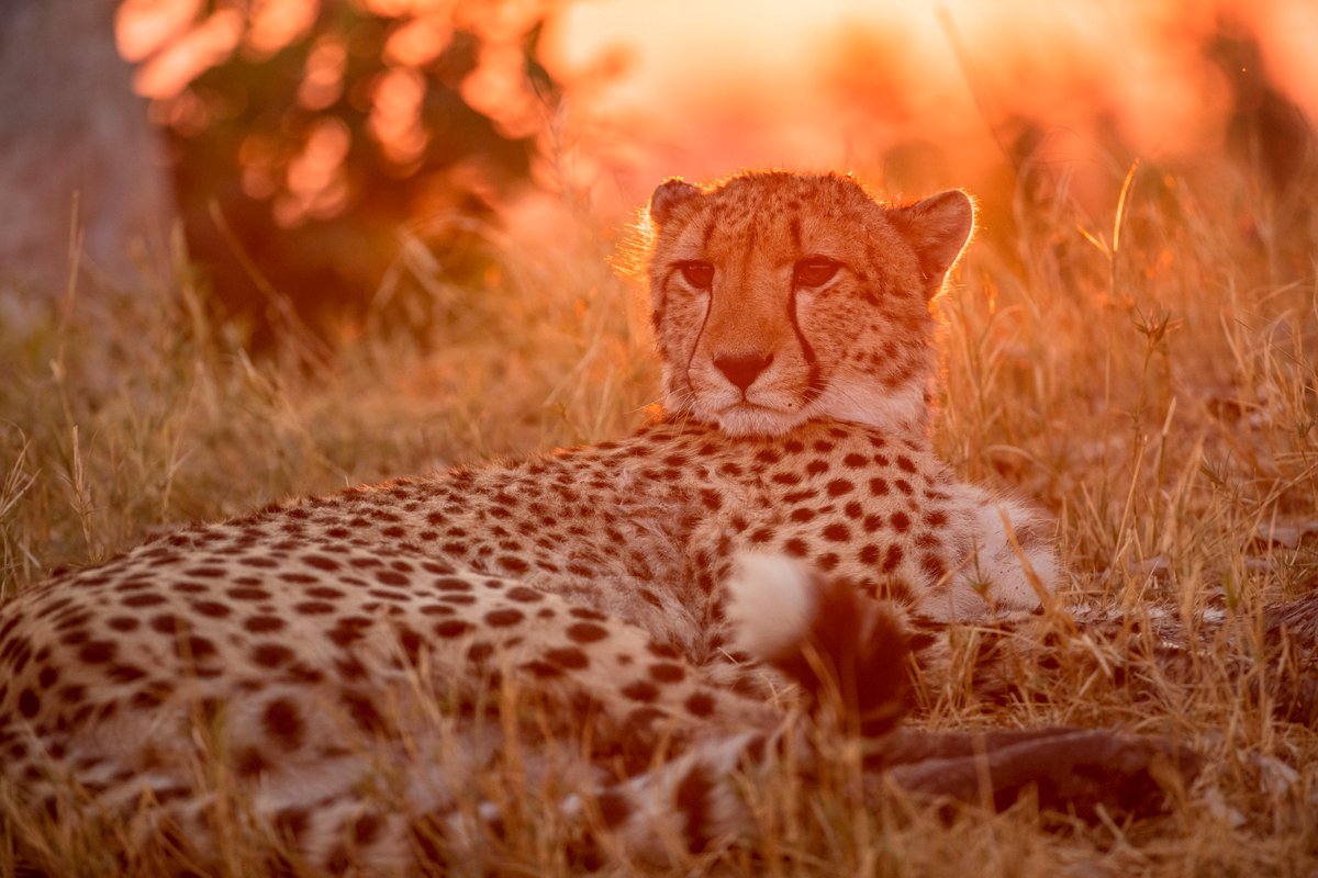 OkavangoDE's tweet photo. Just lounging around, basking my spots in copper sunsets. #okavangodelta #TwitterNatureCommunity https://t.co/mMybSSCjOY