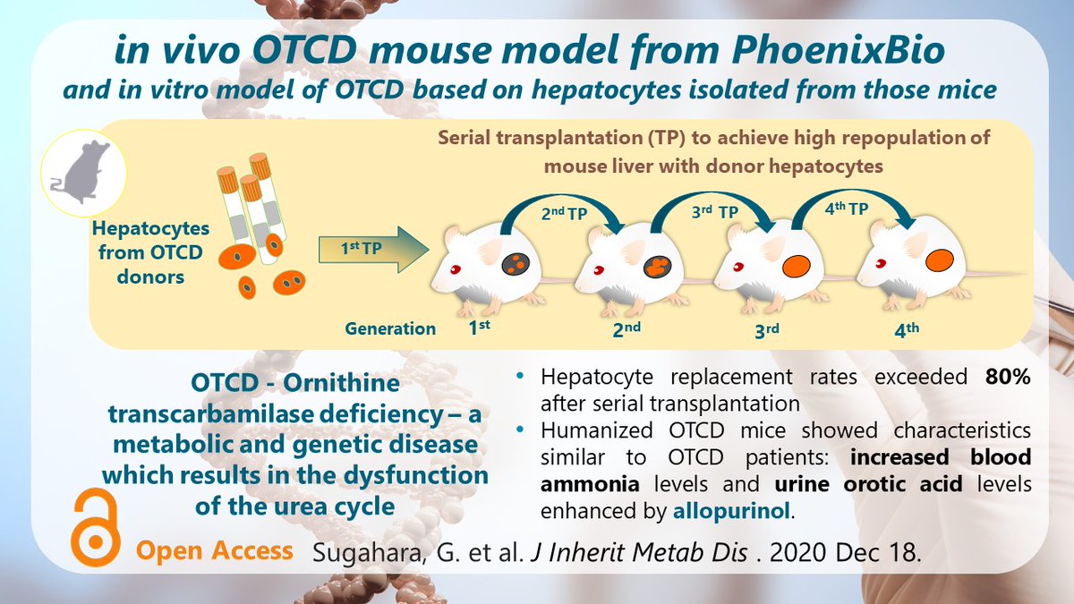 Our recent Open Access paper “Humanized liver mouse model with transplanted human hepatocytes from patients with ornithine transcarbamylase deficiency” describes the development of mouse model containing OTC-deficient hepatocytes with characteristics similar to OTCD patients.