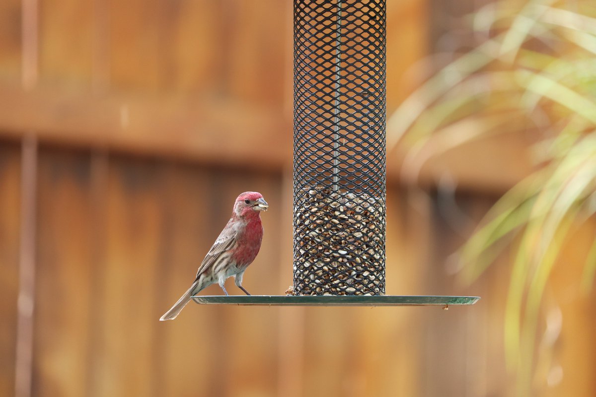 Feeling crafty? Upcycle an old plastic bottle into your own bird feeder! Simply cut a hole in the side large enough for seed to flow freely and some small holes in the bottom to let rainwater drain. Fill with seed, hang up and watch the birds that feed 🐦 #birdwatch #craft