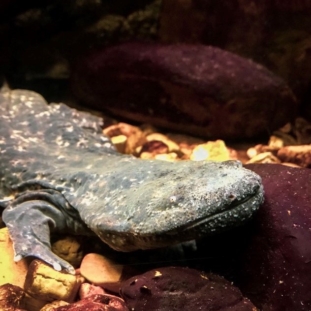 SedgwickCoZoo's tweet photo. Small things can make a big difference. Skipping a straw, recycling your cell phone, choosing sustainably sourced palm oil, placing litter in the proper receptacle, recycling cans and paper. YOU can make a difference because #ConservationMatters.
#EasternHellbender https://t.co/5O4Qa4bDHe