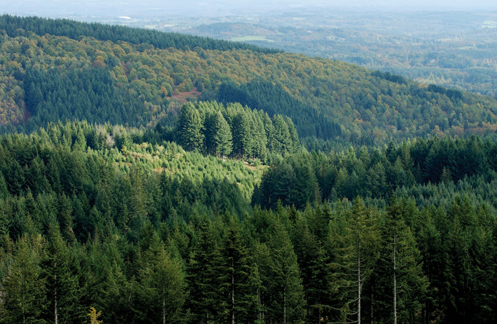 franceboisforet's tweet photo. 🌳Le Douglas, une essence parfaitement adaptée au marché de la construction 
A retrouver dans la lettre B et sur notre site ➡ https://t.co/tBILdHVIlB
#sciages #francedouglas @euroforest @_FranceDouglas @_FCBA #douglas https://t.co/fMXszWU0eG