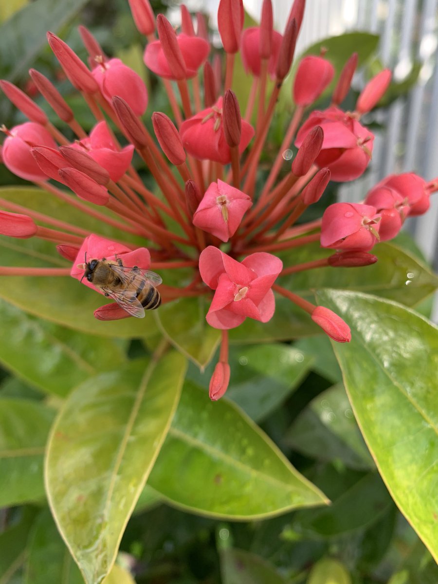 the_garden_mom's tweet photo. How many pollinators does your garden attract? Check out my blog
#bees #bee #pollinators #pollinator #pollinatorgarden #pollination #pollinatorfriendly #ecosystem #backyardgarden #gardener #backyardecosystem
🍅LET’S GARDEN & GROW TOGETHER!!
#gardenmom https://t.co/4glQAta5Tp https://t.co/LH2FpTz8hG