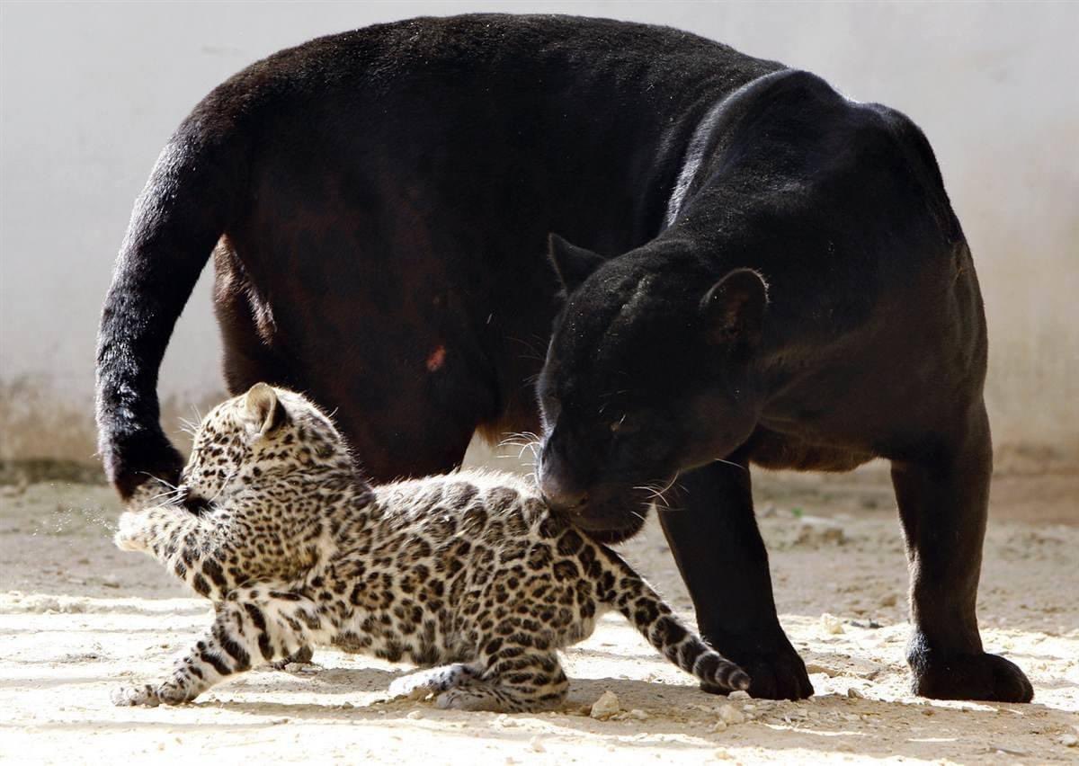 A Panther "adopted" a baby Jaguar🐆🥰